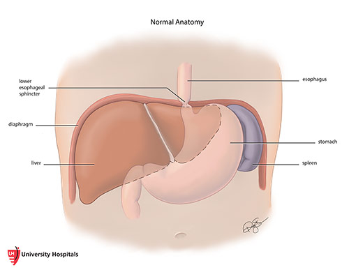Illustration of a normal view of the esophageal area