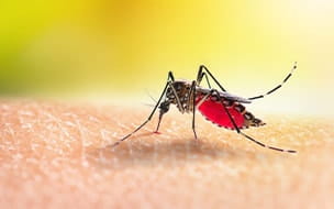 A mosquito feeding on human skin
