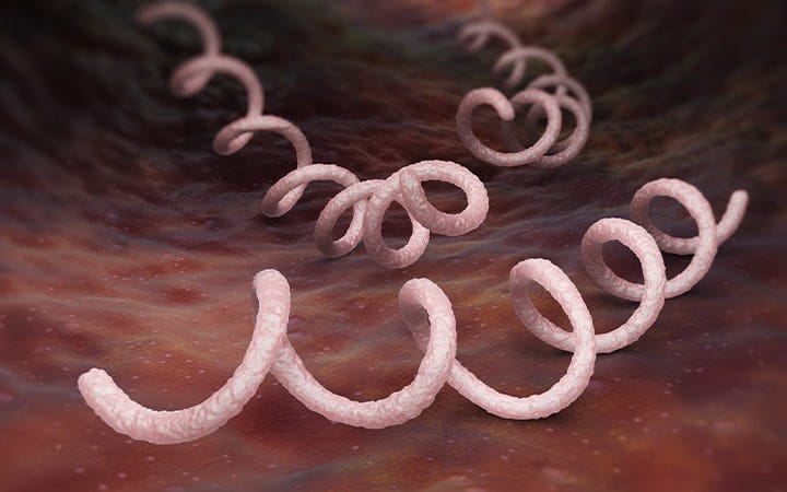 Microscopic view of Syphilis bacterium