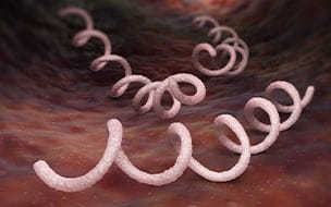 Microscopic view of Syphilis bacterium