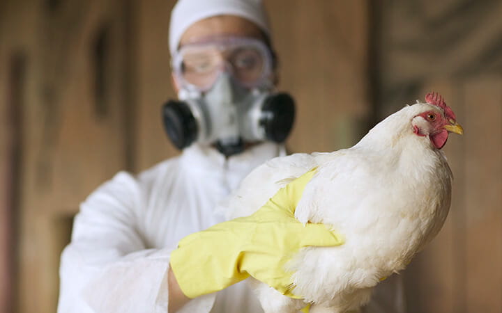 A man in a hazmat suit holds a chicken