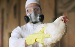 A man in a hazmat suit holds a chicken