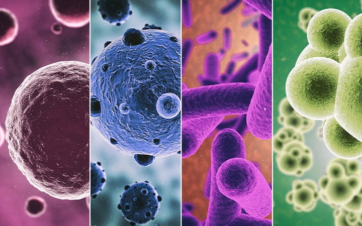 Image of a variety of micro organisms