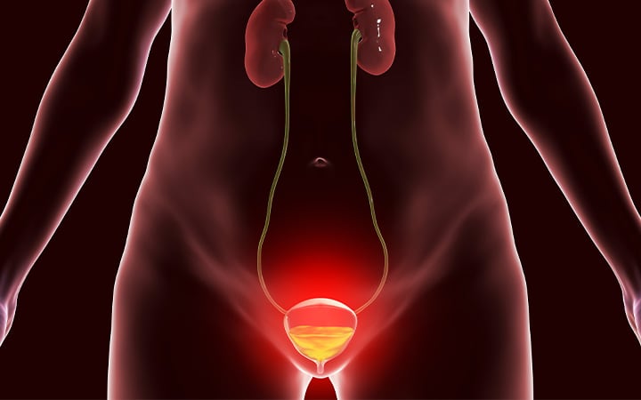 female bladder illustration