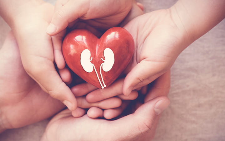 Hands-Hold-Heart-With-Image-of-Kidneys
