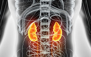 Why Kidney Health is Vital to Your Overall Well-Being