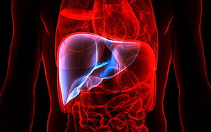 liver illustration in red and blue