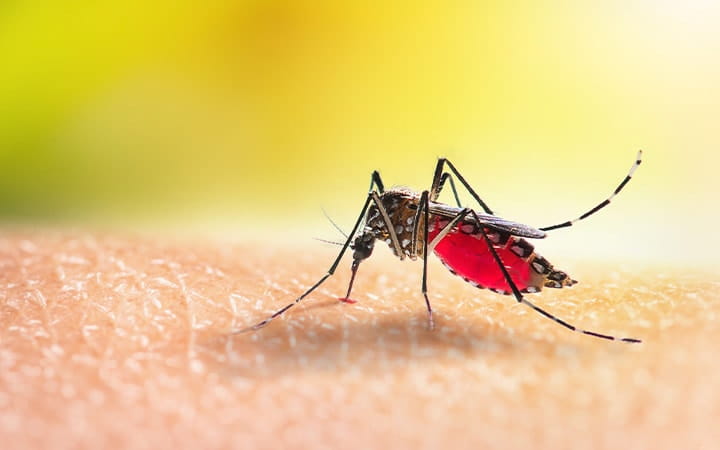 A mosquito feeding on human skin