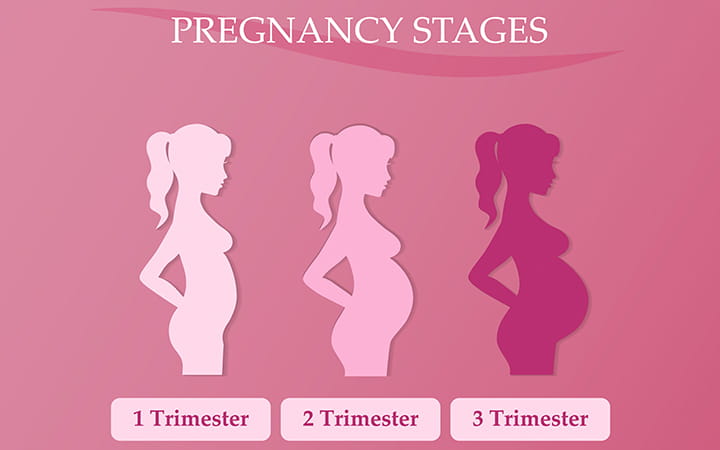 What You Can Expect During Each Trimester of Pregnancy | University Hospitals