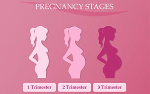 What You Can Expect During Each Trimester of Pregnancy