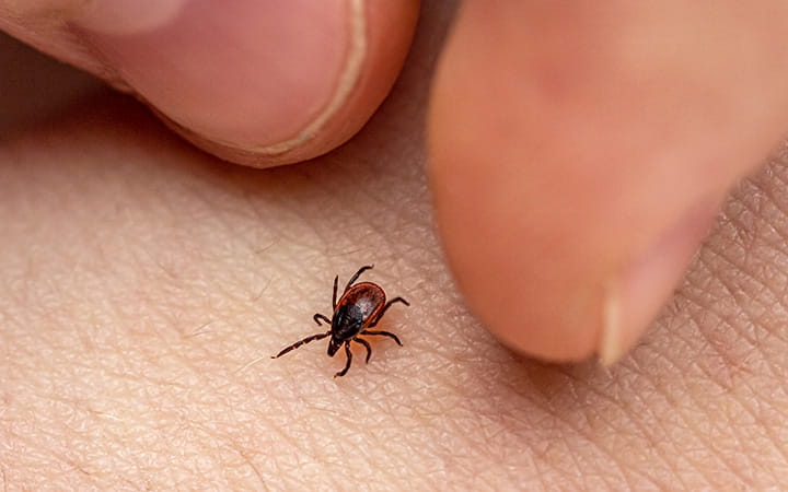 tick on human skin between a thumb and forefinger