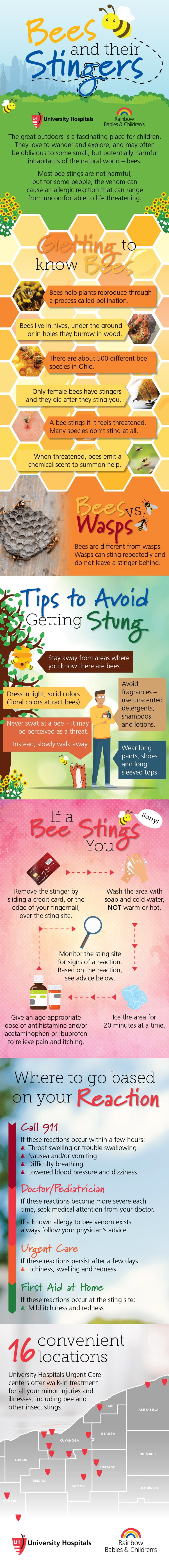 Infographic: Bees and their Stingers