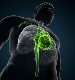 Cardiovascular Disease human body illustration