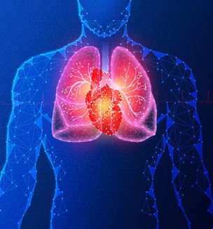 Cardiorespiratory illustration