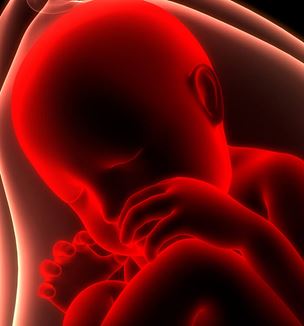 Getty image illustration fetus in womb
