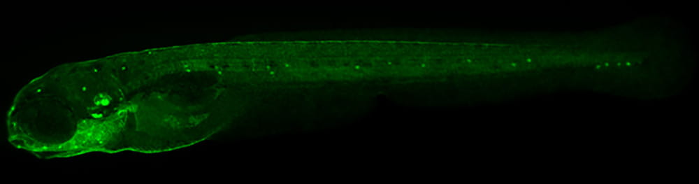 Larval zebrafish that expresses Green Fluorescent Protein in hair cells. 