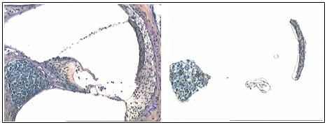 Sample here shows capture of cells from functional domains of the mouse cochlea.