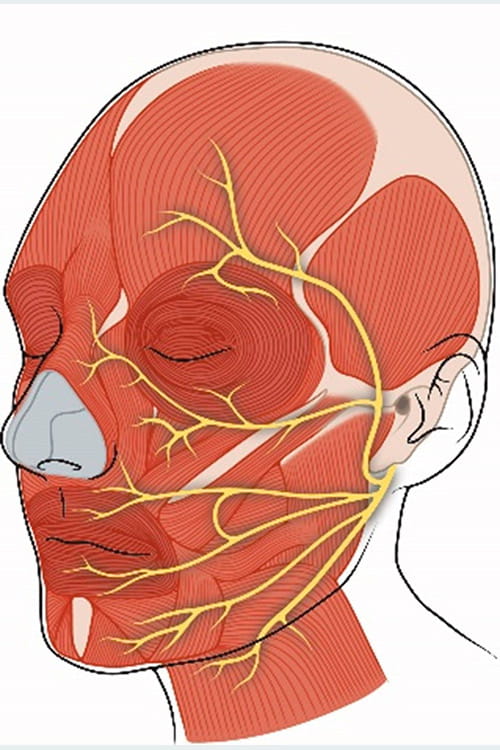 Diagram of facial muscles