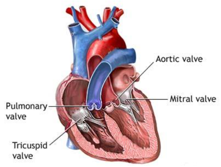 Heart Valve Diagram depicting the Aortic Valve, Mitral Valve, Pulmonary Valve, and Tricuspid Valve