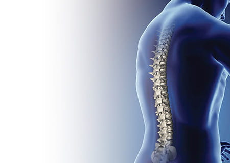 Illustration of the Spine