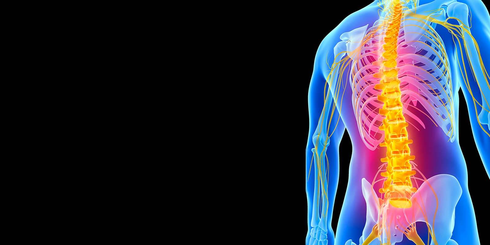 Illustration of human spine