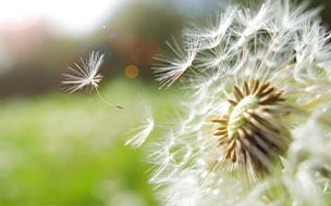 How You Develop Seasonal Allergies 