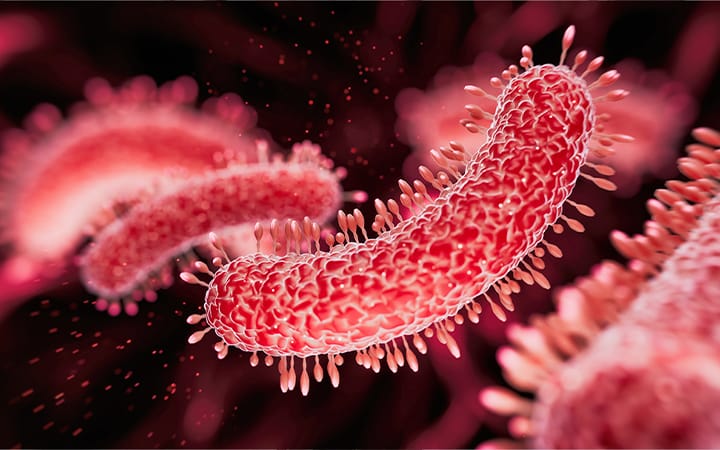 A medical illustration of bacteria