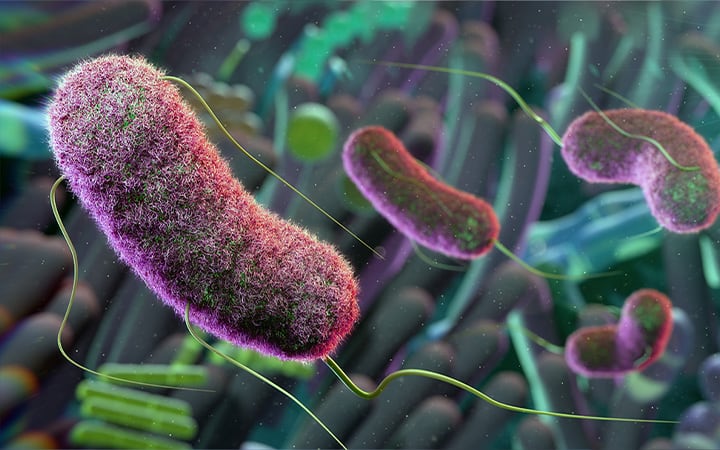 A conceptual illustration of the gut microbiome