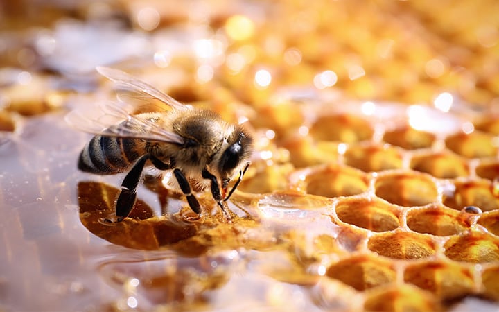Closeup view of fresh honeycomb with a bee