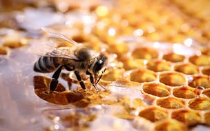 Can Local Honey Help Ease Seasonal Allergies?