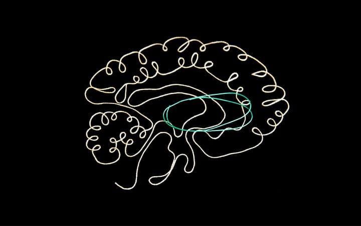 illustration of a brain