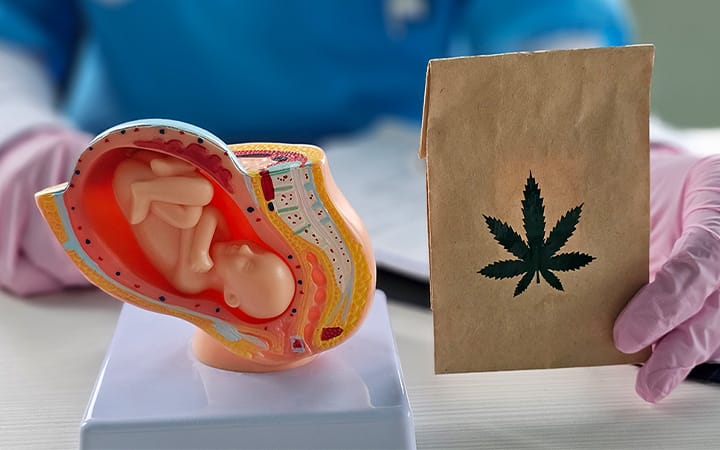 model of a fetus next t a hemp bag