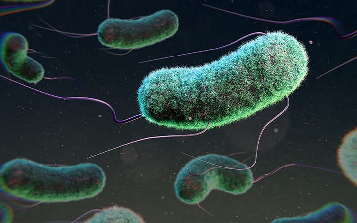Illustration of Escherichia coli bacteria