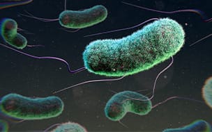 Illustration of Escherichia coli bacteria