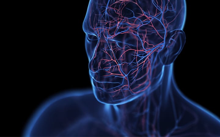 An illustration of veins in a male head