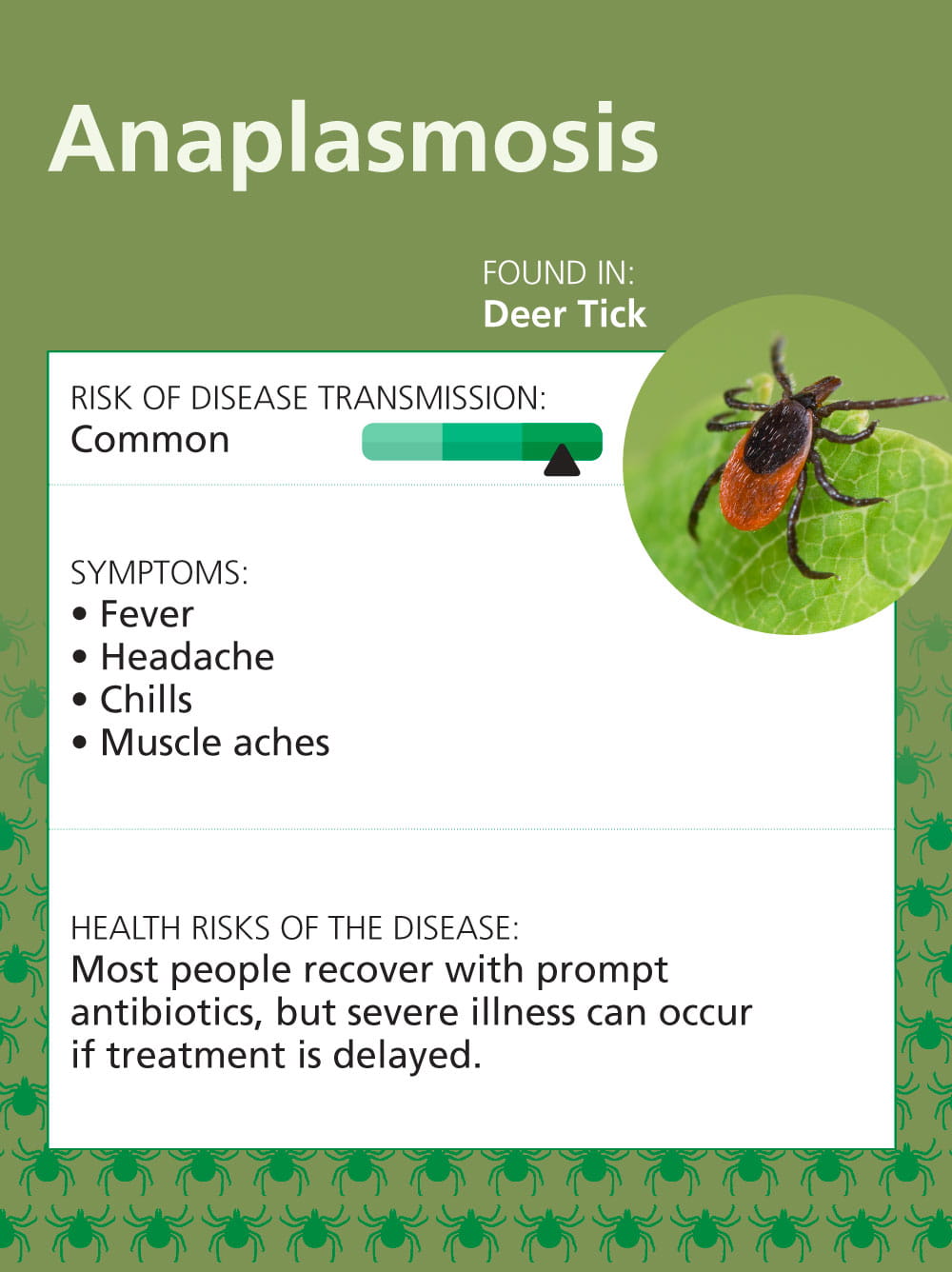 Infographic: Top 7 Tick Illnesses in the Midwest