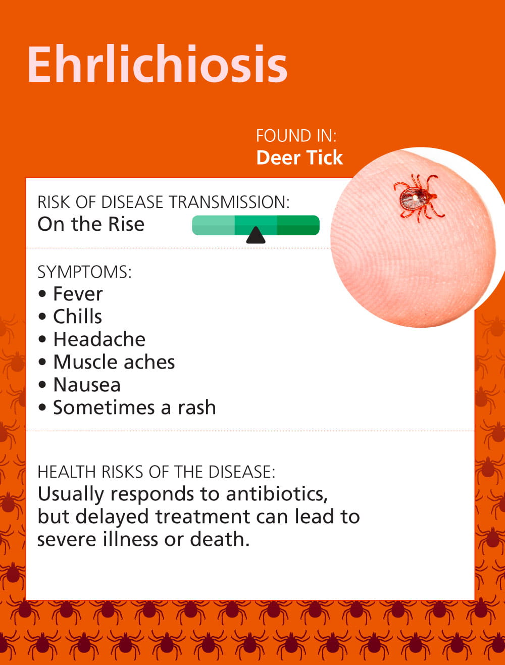 Infographic: Top 7 Tick Illnesses in the Midwest