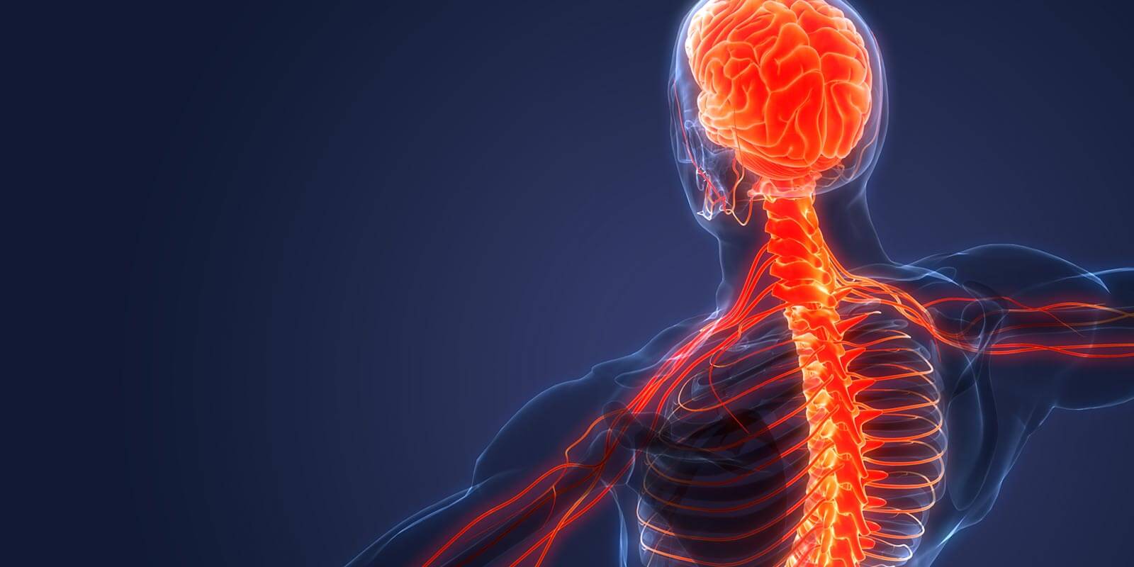 Neuro and spine anatomy illustration