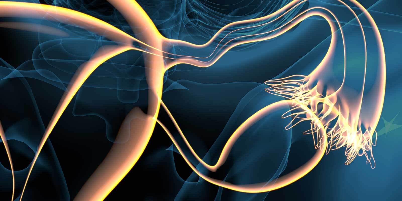 Female reproductive anatomy illustration