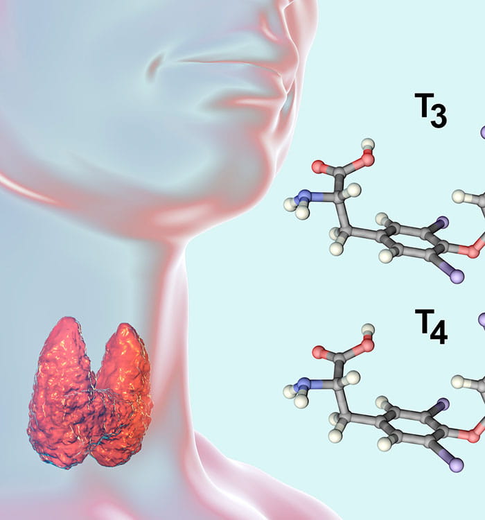 Illustration of thyroid gland and thyroid hormone molecules.