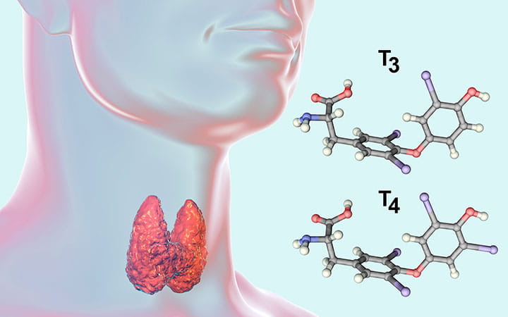 Illustration of thyroid gland and thyroid hormone molecules.