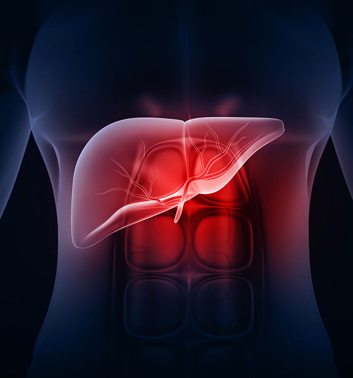 Human anatomy showing liver.