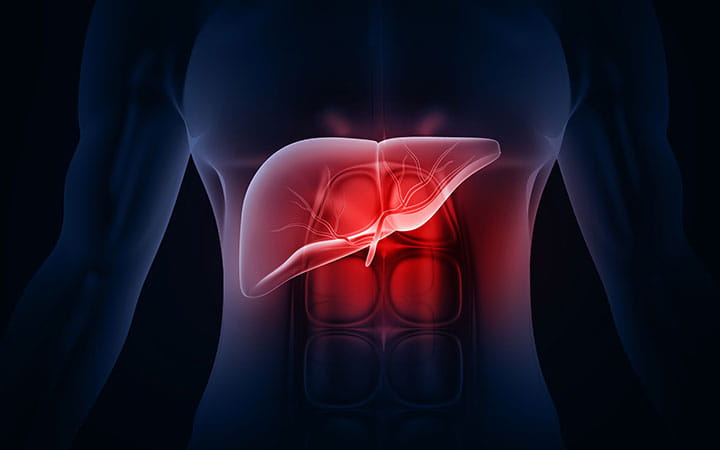 Anatomy of body highlighting liver.