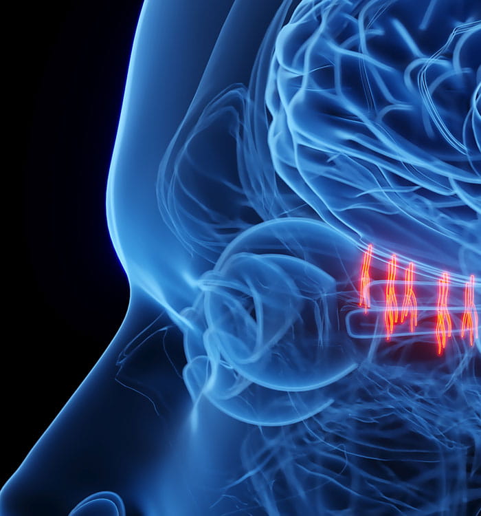 Illustration showing olfactory nerves.