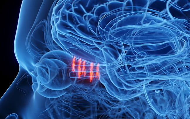 Illustration showing olfactory nerves.