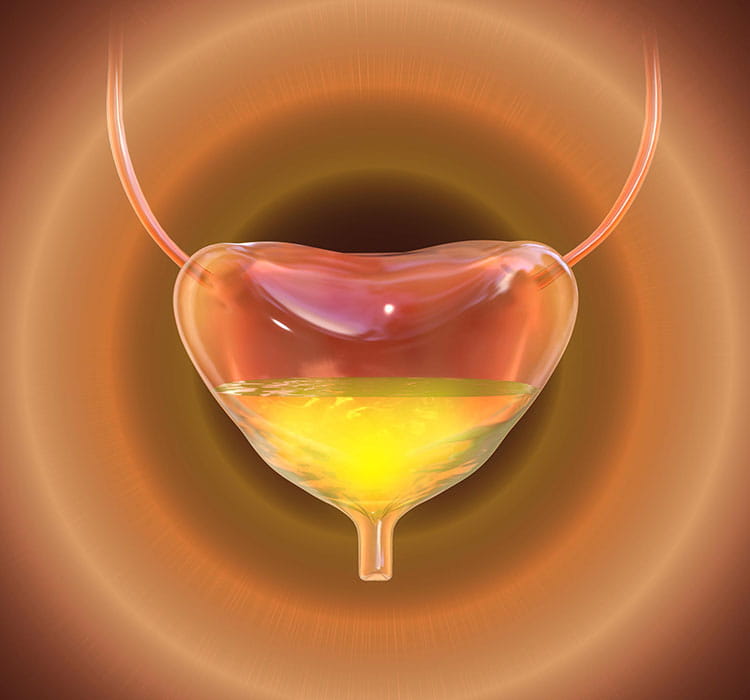 Illustration of the female pelvic anatomy.