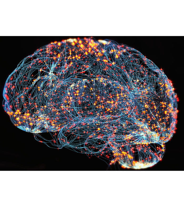 Illustration of brain.