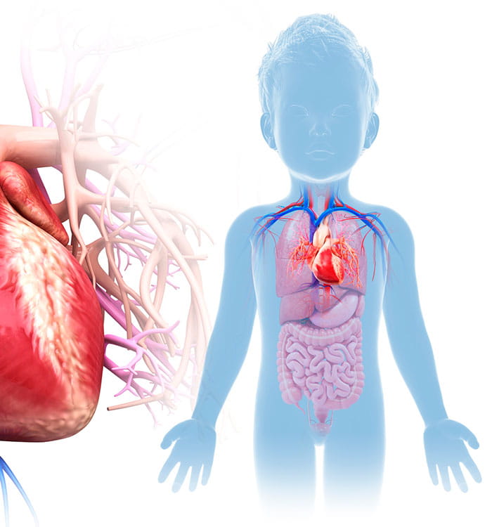 Illustration of heart and child with heart anatomy.