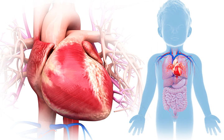 Illustration of heart and child with heart anatomy.