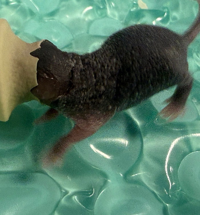 Pediatric rare disease mouse model.